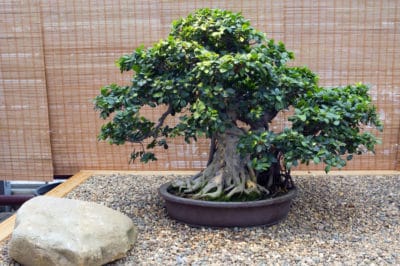 fig-bonsai