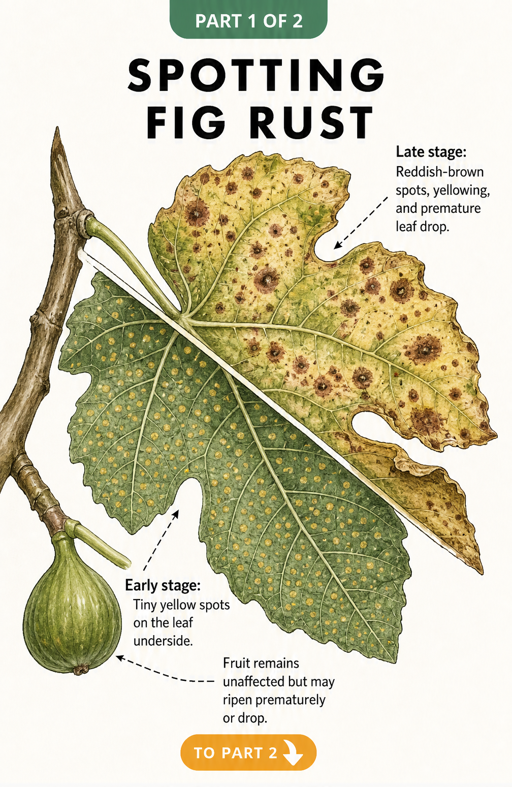 Botanical illustration showing early and late stages of fig rust on a leaf, with tiny yellow spots progressing to reddish-brown spots and yellowing.