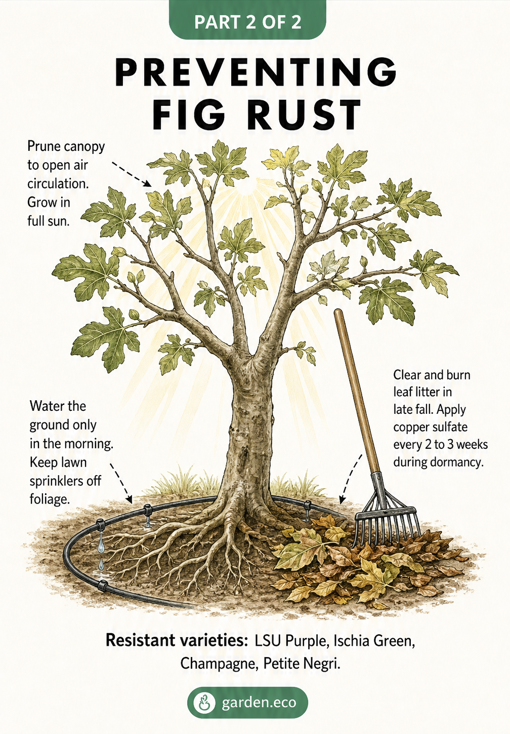 Illustration of a fig tree demonstrating rust prevention techniques like canopy pruning, morning ground watering, and clearing leaf litter.