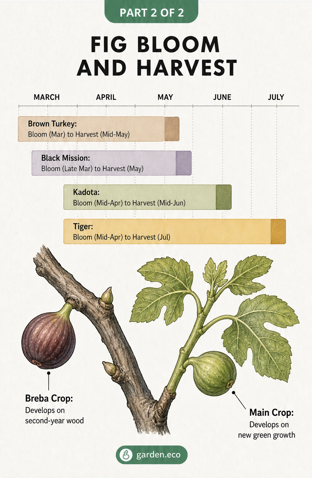 Timeline showing bloom and harvest times for common fig varieties, plus an illustration explaining breba and main crops.