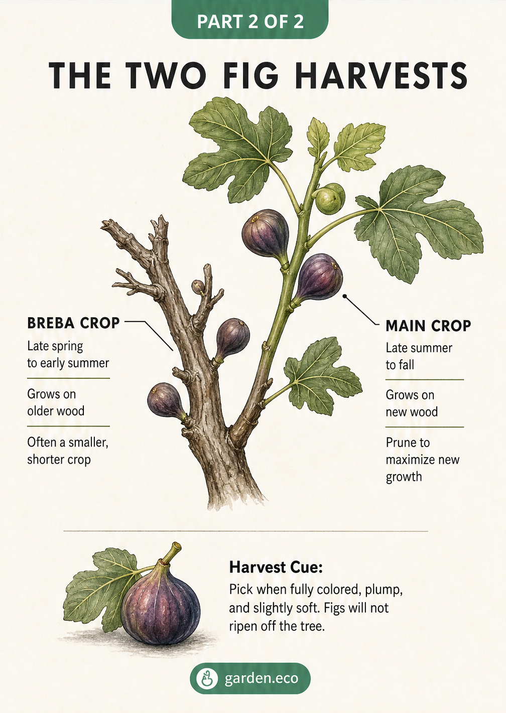 Botanical illustration explaining the difference between a fig tree's breba crop on old wood and the main crop on new growth.