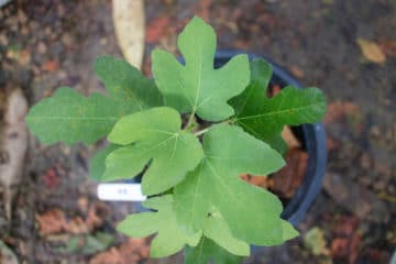 Fig Tree Cuttings » Top Propagation Tips