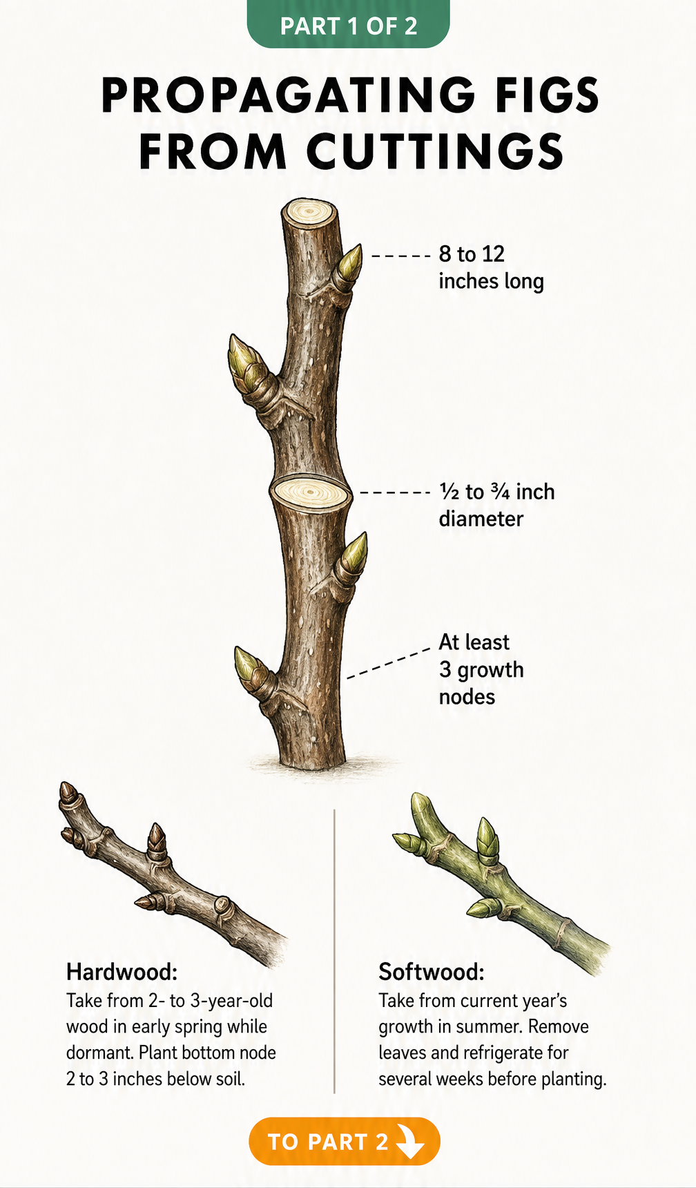 Botanical illustration showing the ideal fig cutting size and nodes, comparing hardwood and softwood cutting methods.