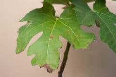 fig-tree-diseases