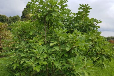 fig-tree-fertilizer