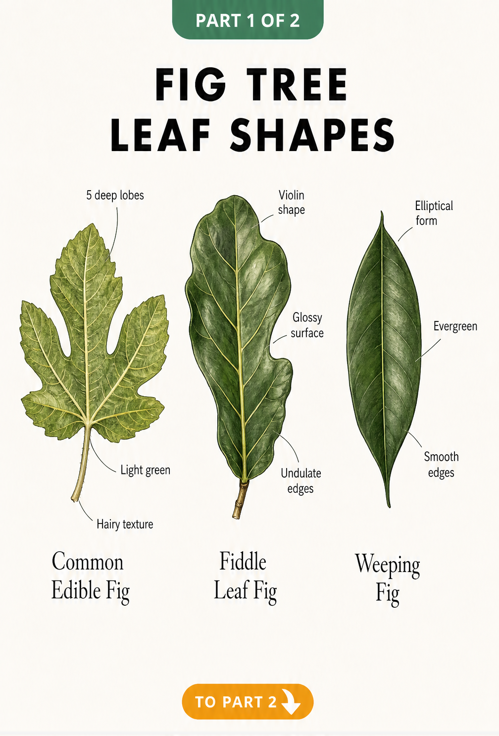 Botanical illustrations of three fig leaf shapes: common edible fig, fiddle leaf fig, and weeping fig with descriptive labels