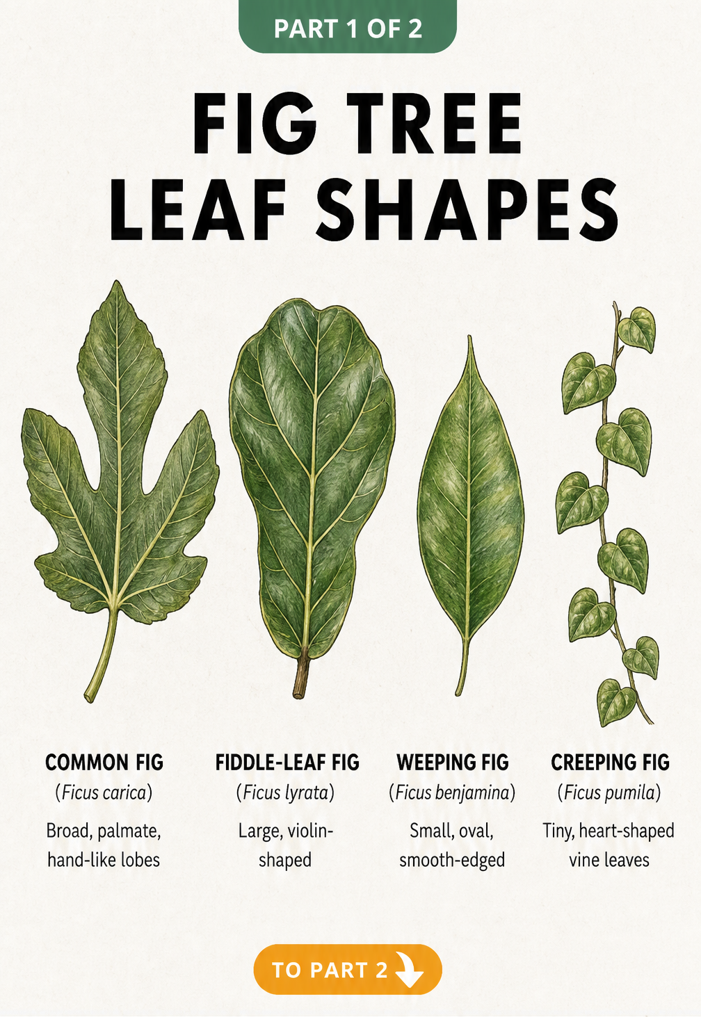 Illustration showing four different fig tree leaf shapes including common fig, fiddle-leaf fig, weeping fig, and creeping fig