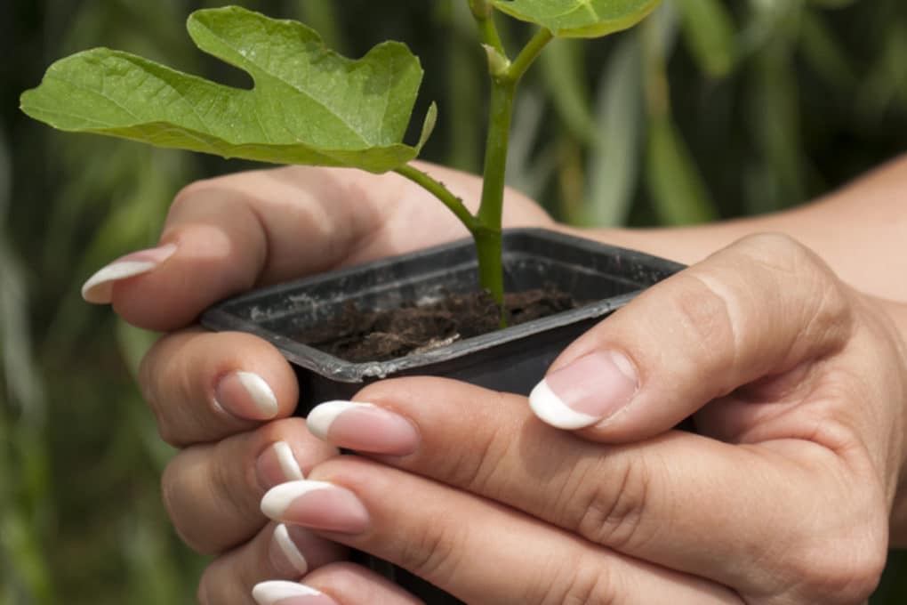 What Does a Fig Tree Look Like? - Garden.eco