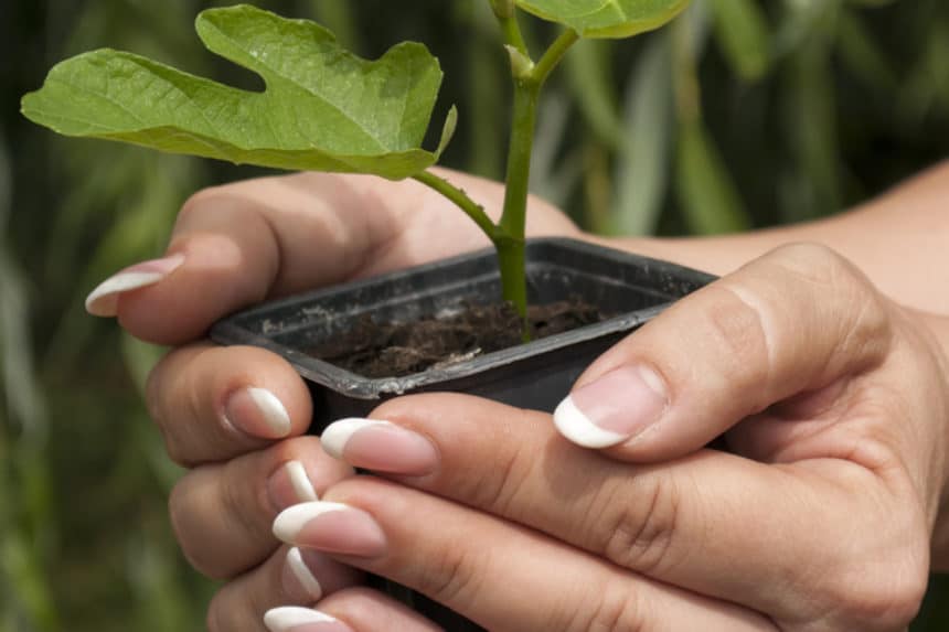 What Does a Fig Tree Look Like? - Garden.eco