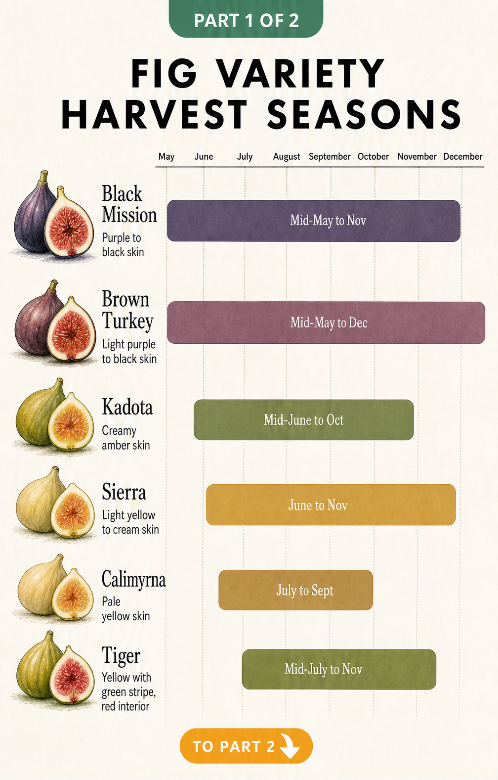 Timeline showing the harvest seasons for six common fig varieties including Black Mission, Brown Turkey, and Kadota.