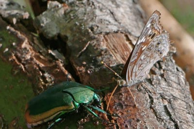 figeater-beetle