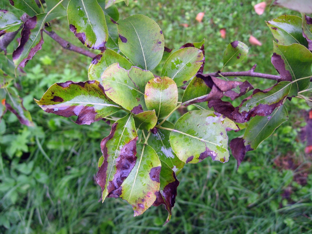 fire blight pear tree