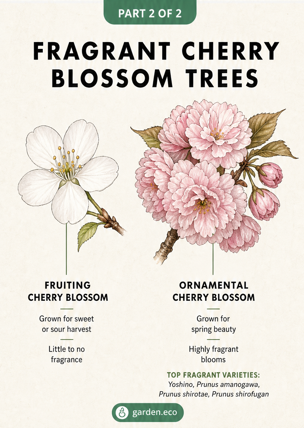 Vintage botanical illustration comparing a simple white fruiting cherry blossom with a lush pink fragrant ornamental cherry blossom