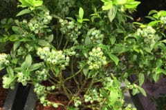 growing-blueberries-in-containers