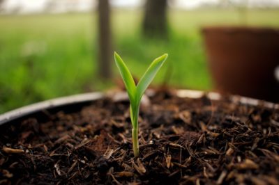 growing-corn-in-containers