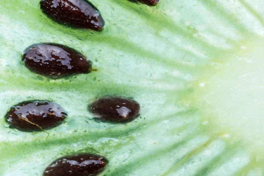 Where Do Kiwis Grow? » Top Facts & Tips