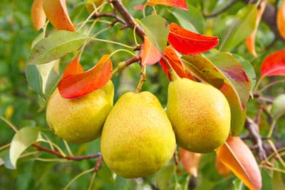 growing-pear-trees