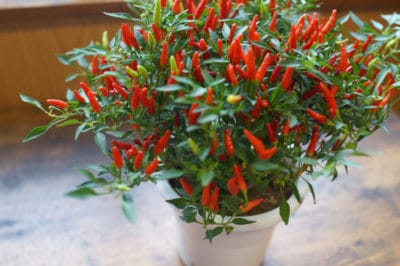 growing-peppers-in-pots