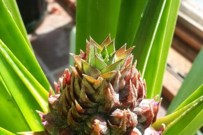growing-pineapples-indoors
