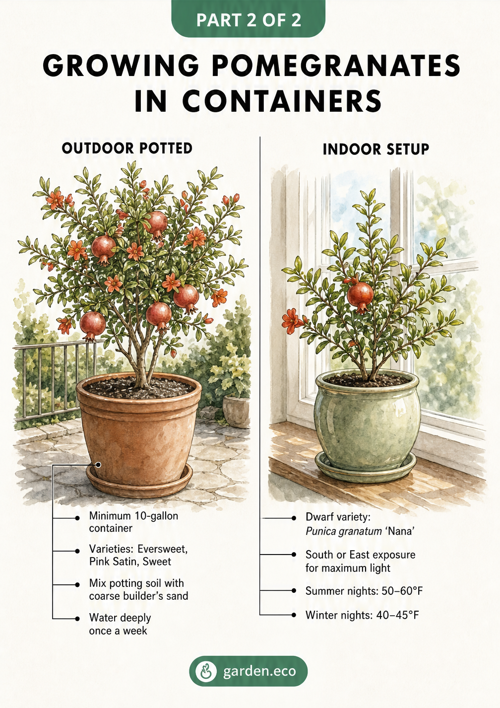 Illustration of pomegranate plants growing in outdoor terracotta pots and indoor windowsill containers.