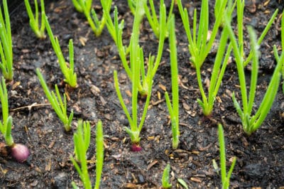 growing-shallots