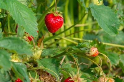 growing-strawberries