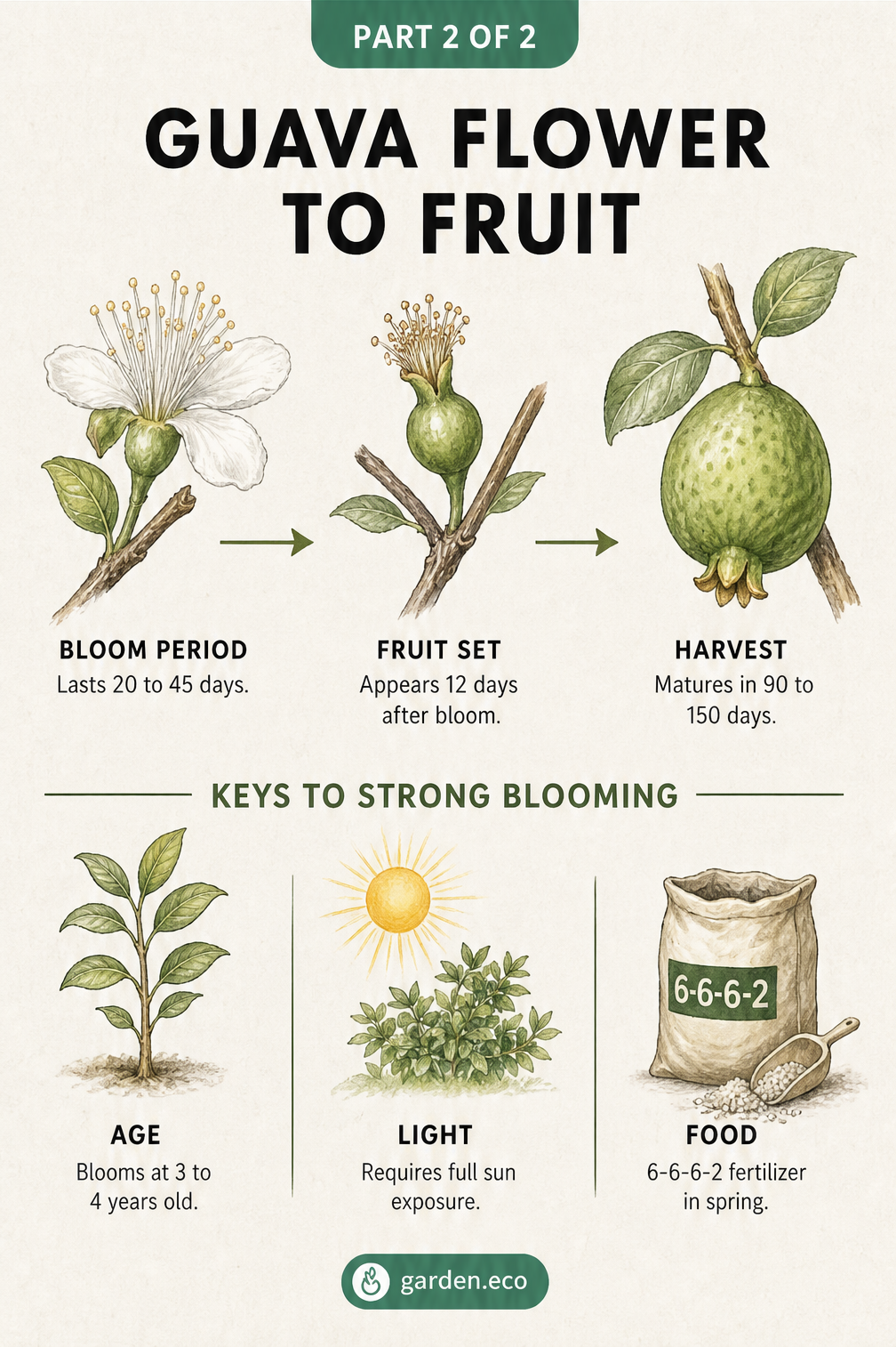 Timeline showing the guava flower blooming for 20 to 45 days, followed by fruit set at 12 days, and harvest at 90 to 150 days, plus care tips.