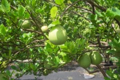 guava-season