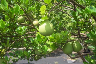 guava-season