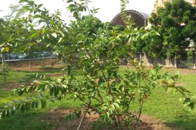 guava-tree-care