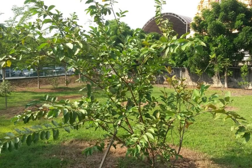 Pineapple Guava Hedge » Top Tips
