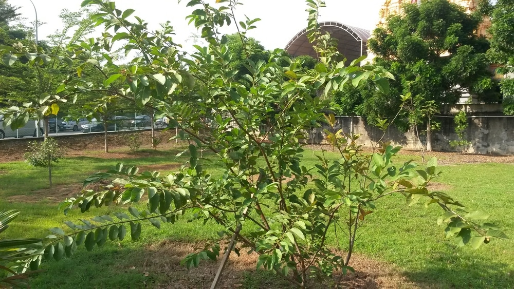 Guava fruit tree care