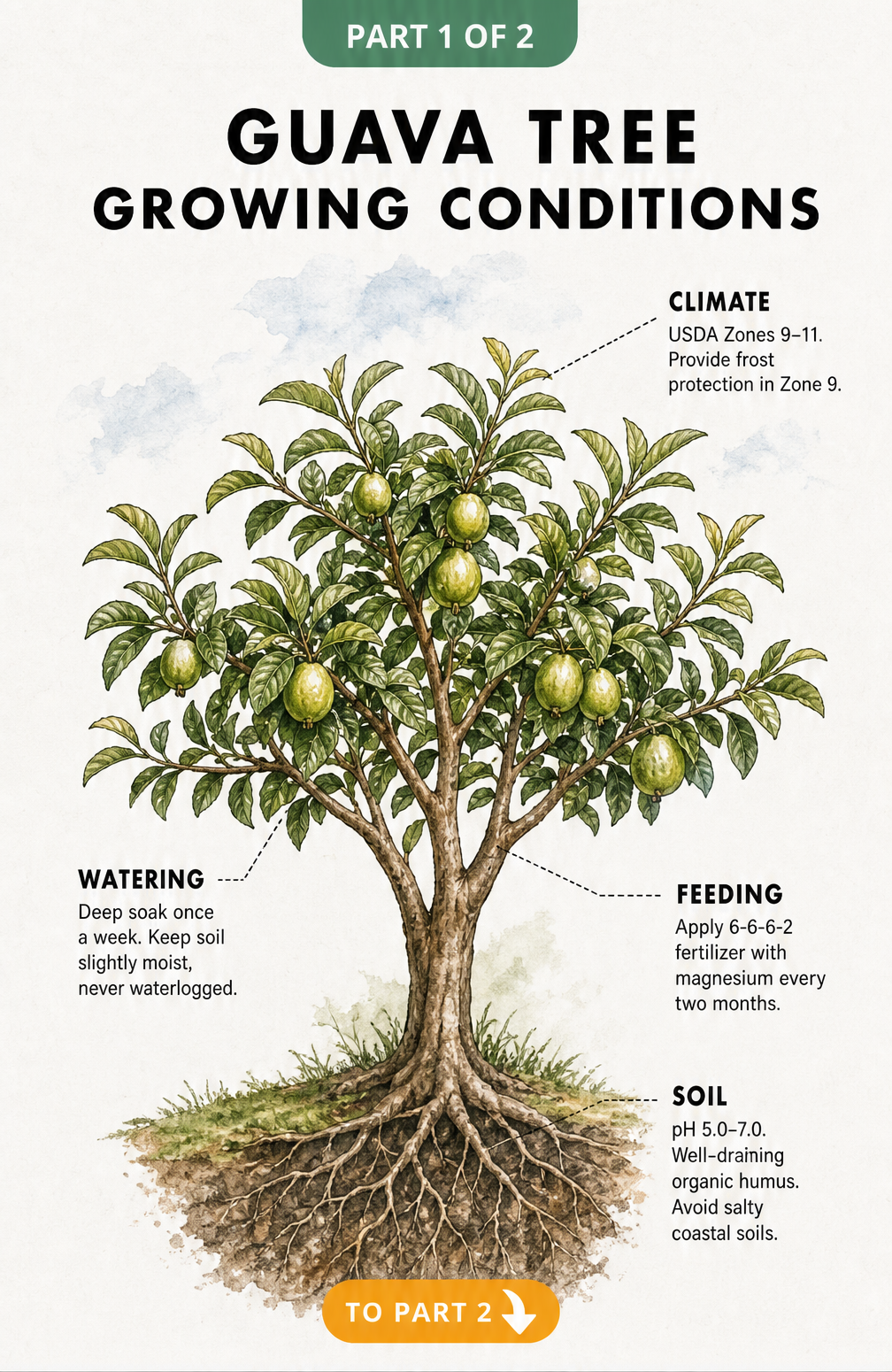 Botanical illustration of a guava tree showing growing conditions like climate, watering, feeding, and soil requirements.