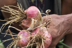 harvesting-shallots