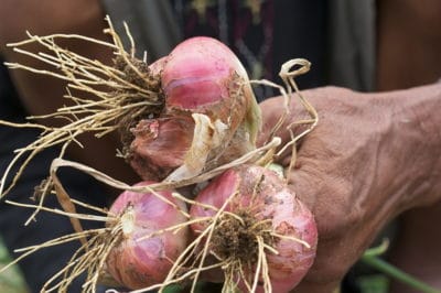 harvesting-shallots