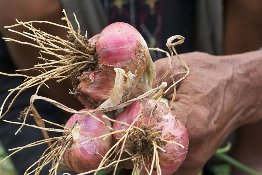 Harvesting Shallots » Top Picking Tips