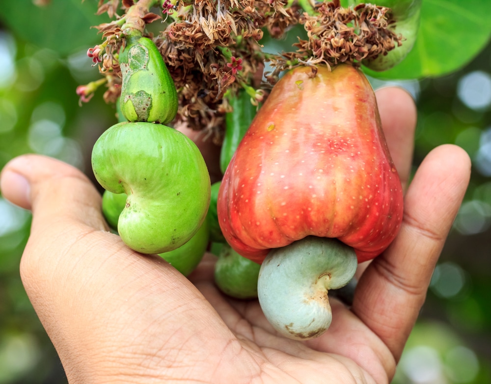 How Are Cashews Harvested Very Carefully Garden eco