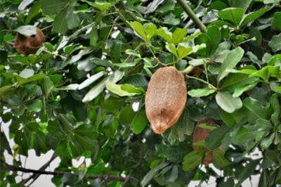 how-do-brazil-nuts-grow
