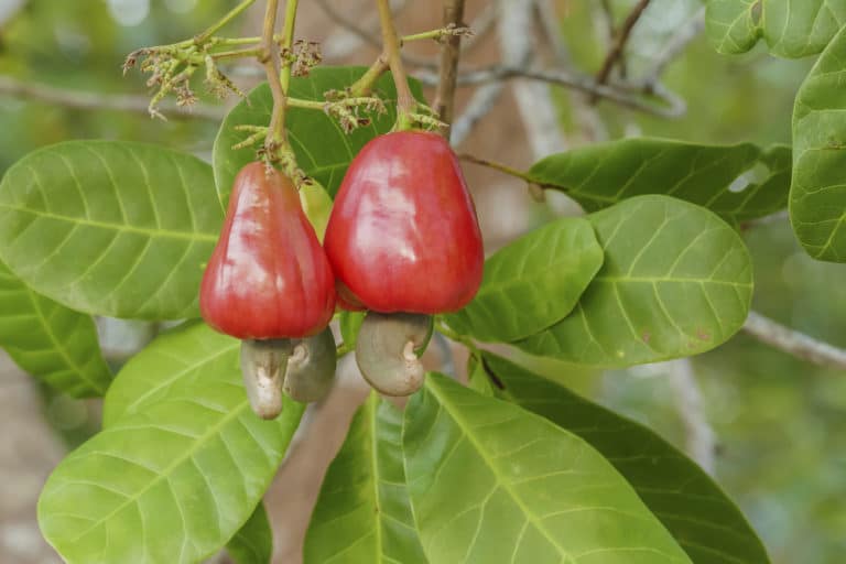 pruning cashew trees