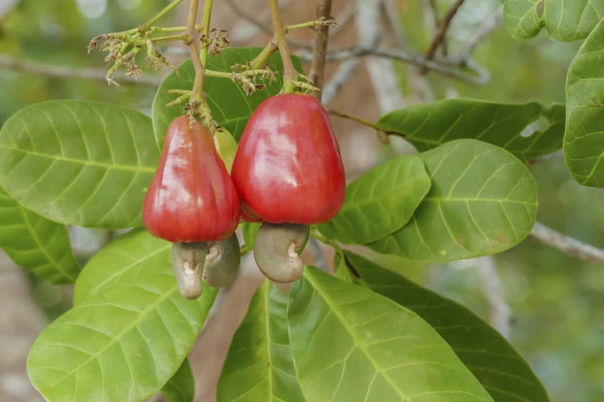 cashews grow on trees cashews grow on trees