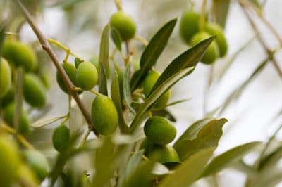 how-do-olives-grow