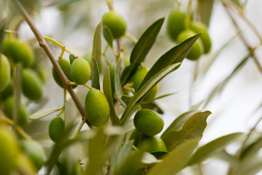 Olive Tree Care » Keeping It Happy & Healthy