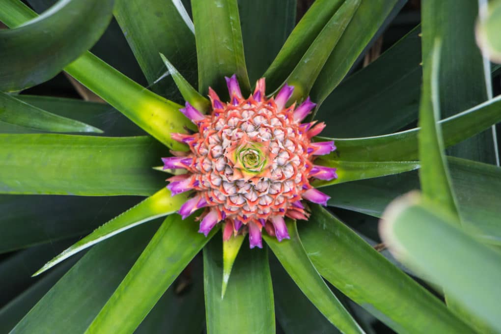 How Do Pineapples Grow? » Top Facts & Tips