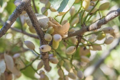how-do-pistachios-grow