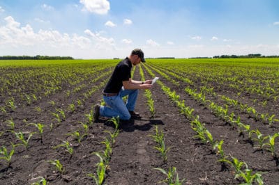how-far-apart-to-plant-corn