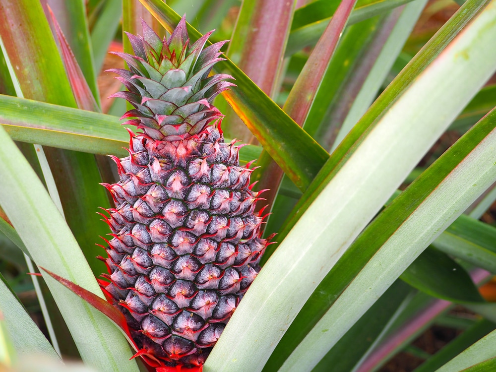 Pineapple Harvesting How Long Does It take to Grow a Pineapple Garden eco