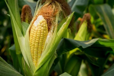 how-long-for-corn-to-grow