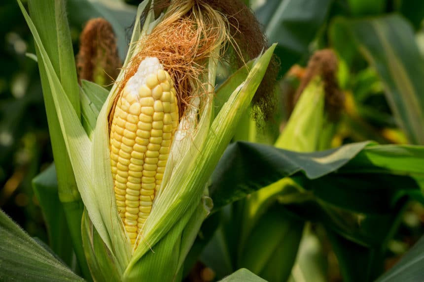 Transplanting Corn Top Tips For Success Transplanting Corn Top Tips For Success