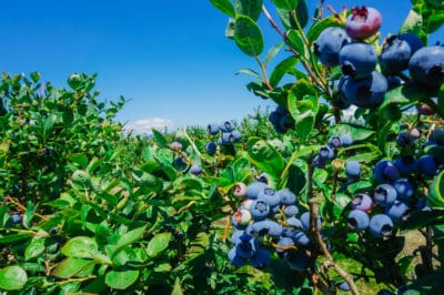 how-much-sun-do-blueberries-need
