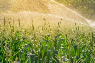 how-much-water-does-corn-need